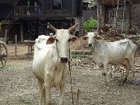 7 - Mandalay - (Mingun et Thone Se Pay)  (67)